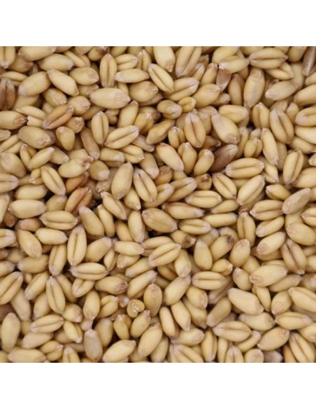 Ble Entier 20Kg Pet  et  Garden