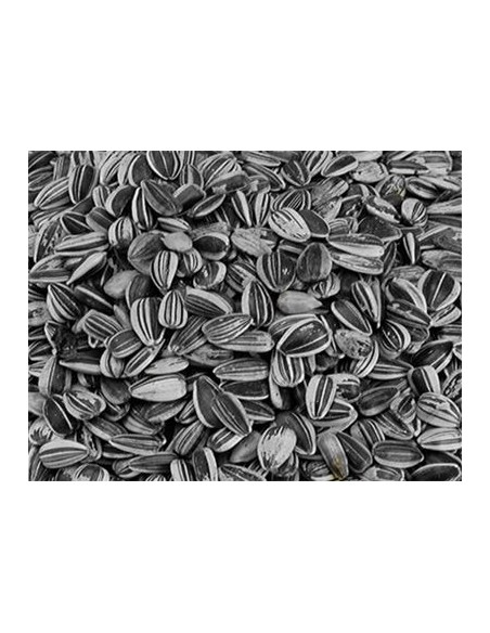 Tournesol Strié - 12KG
