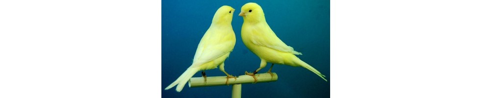 Canari