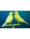 Canari