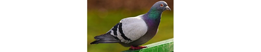 Pigeon