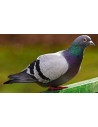 Pigeon
