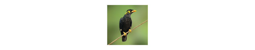 Mainate&insectivores