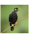 Mainate&insectivores