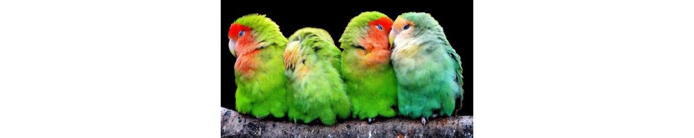 Oiseaux exotiques