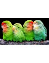 Oiseaux exotiques